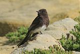 Black Phoebe